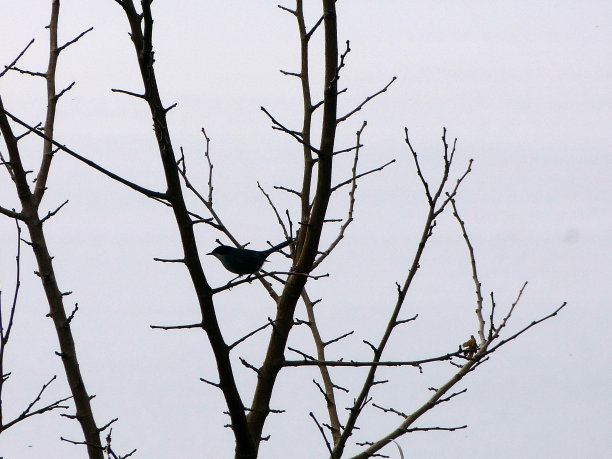 小鸟在树枝上鸣叫图片下载