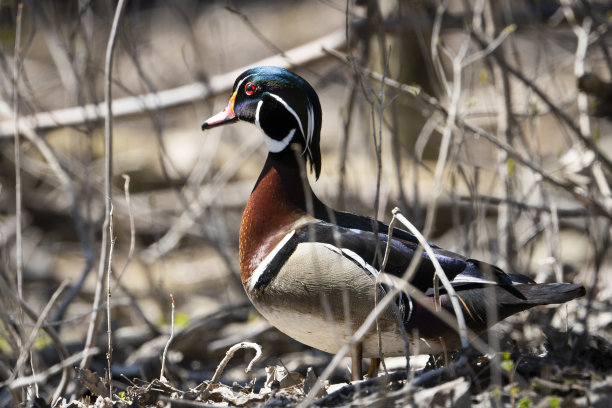 公木鸭图片下载