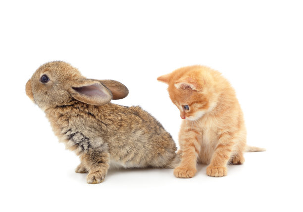 小猫和兔子。图片下载