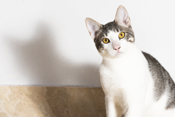 白色和灰色的猫盯着相机，它的金色眼睛图片下载