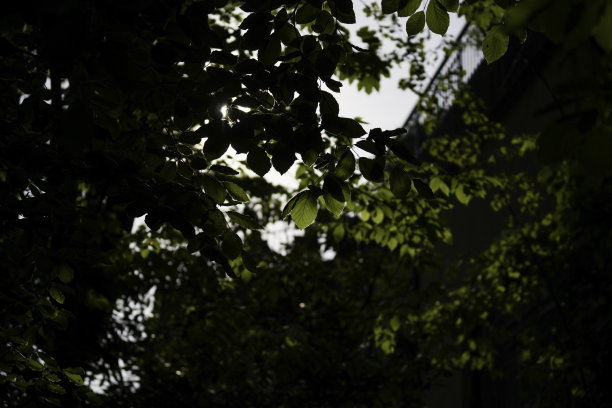 绿色的树叶映衬着蓝天，色彩斑斓的背景。图片下载