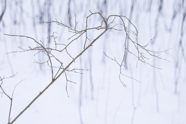 干燥的植物树枝在冬天的白雪背景图片下载