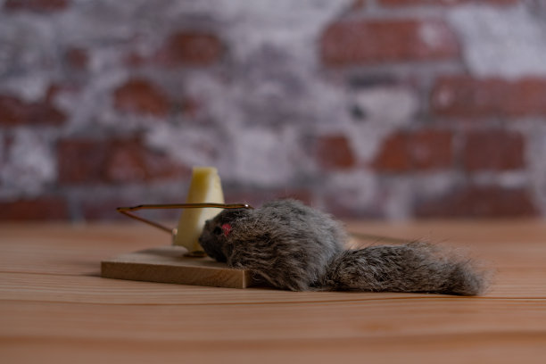 玩具老鼠被困在陷阱里图片下载