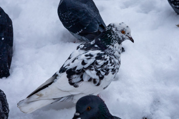 冬天雪地上的一群鸽子。图片下载