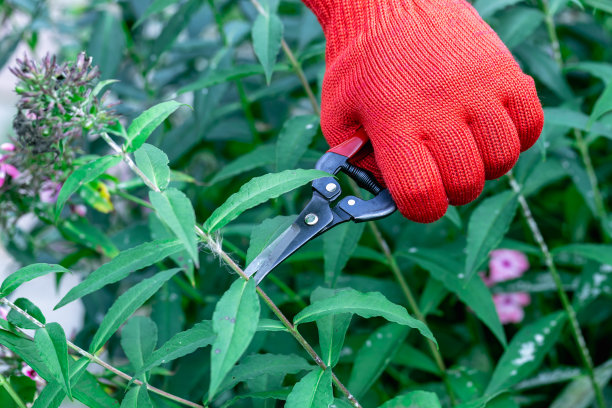 戴着红色手套的园丁用剪枝剪修剪褪色的夹竹桃花图片下载