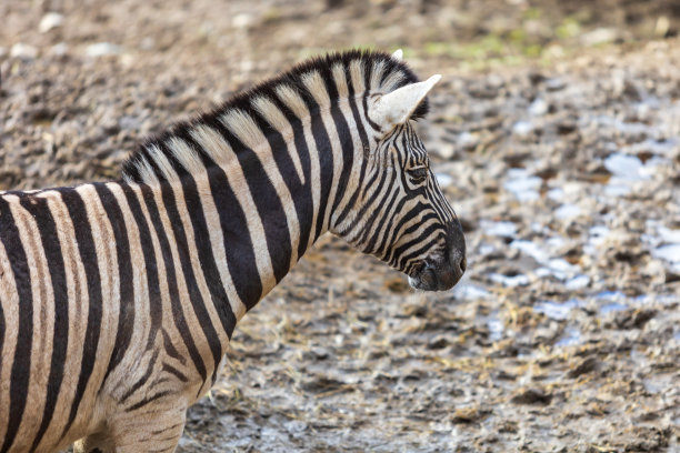 斑马的肖像-希波底格里斯。背景很明亮图片下载