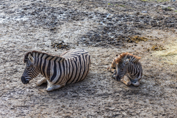 斑马的肖像-希波底格里斯。背景很明亮图片下载