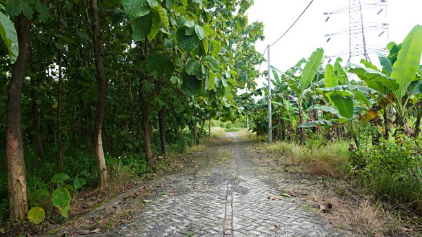 一条幽静空旷的乡村小路，有一种恬静清凉的自然感觉。街道两旁有许多柚木树图片下载