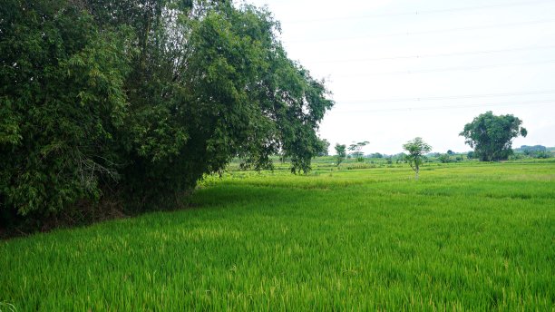 稻田里有绿色的秧苗和茂密的高大竹林图片下载