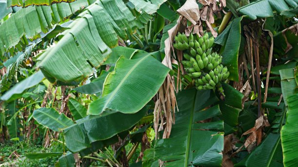 香蕉种植树叶和果实。亚洲热带水果图片下载