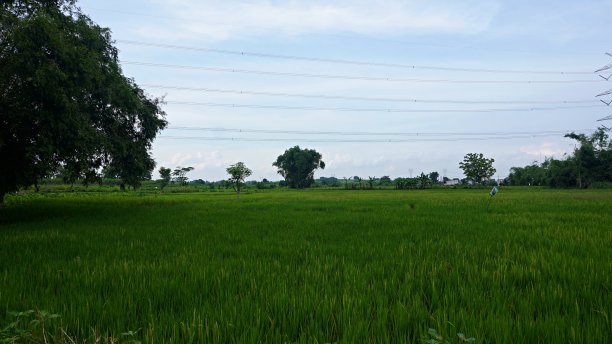 稻田里有绿色的秧苗和茂密的高大竹林图片下载