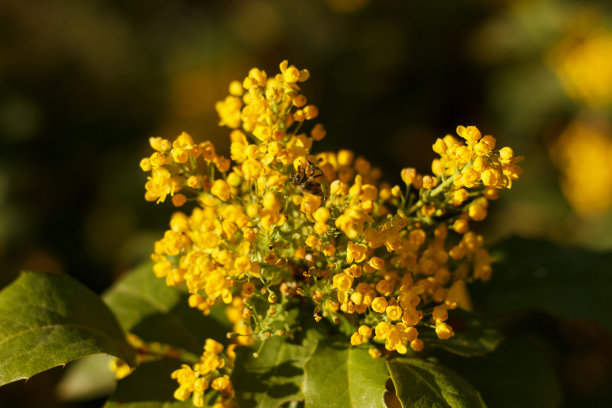 盛开着美丽的黄色Mahonia再次开花-蜂蜜树。蜜蜂采集花蜜图片下载