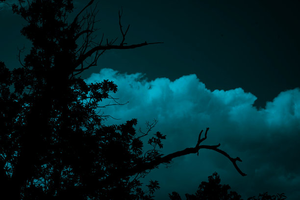 深绿色的天空。一棵树的黑色剪影。夜晚的森林背景。汽油的颜色。万圣节，幻想，恐怖。图片下载