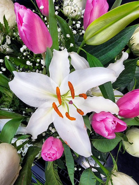 一朵白色的占星百合，配以粉色玫瑰和绿色植物。图片下载