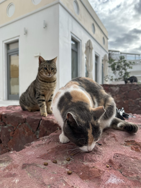 希腊岛上的流浪猫图片下载