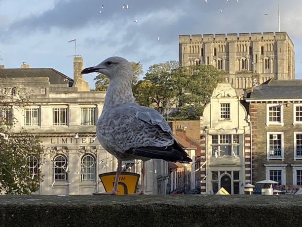 瞭望台/城市景观图片下载