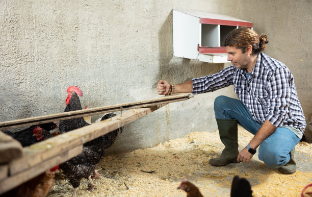 中年欧洲男性农场工人用手喂鸡图片下载
