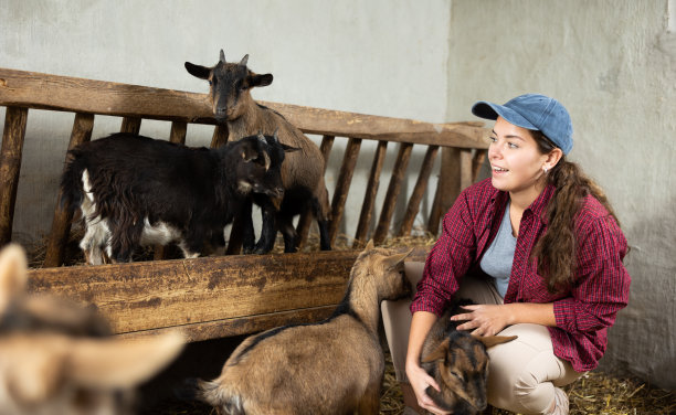 在农场喂山羊的女工图片下载