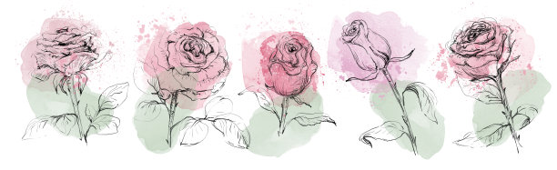 一套带有水彩斑点和飞溅的玫瑰。图片下载