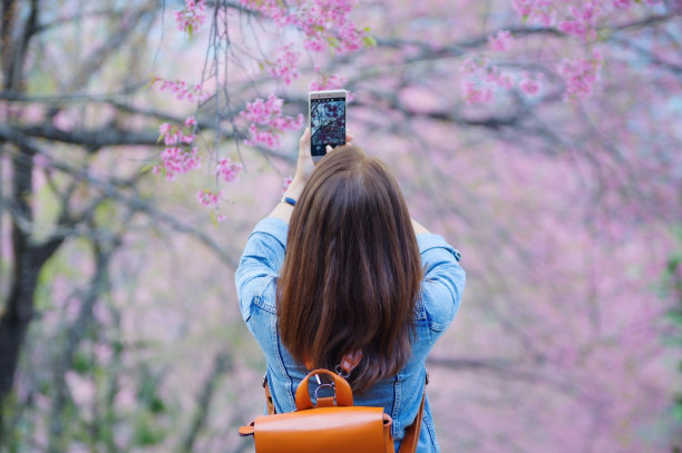 游客欣赏樱花图片下载