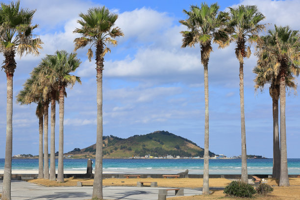 从高高的棕榈树中可以看到美丽的碧阳岛图片下载