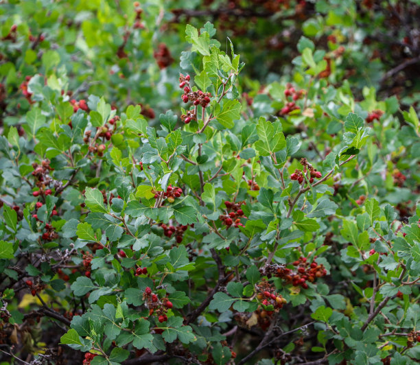 盛开的红色山楂丛图片下载