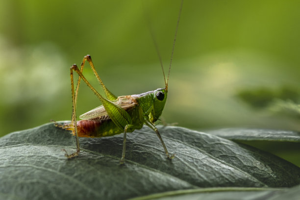 图片的蚱蜢在绿叶上的自然背景。昆虫的动物图片下载