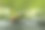 图片的蚱蜢在绿叶上的自然背景。昆虫的动物图片下载