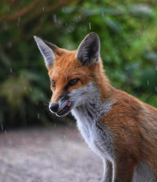 雨中的狐狸图片下载