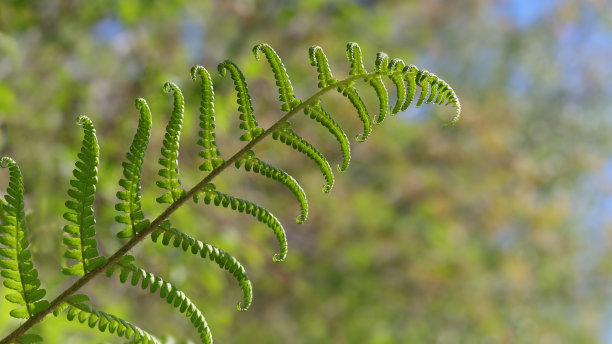 森林中的蕨类植物。绿色的树叶。蕨类植物的叶子。软的焦点。图片为屏幕保护程序壁纸卡设计。森林中的蕨类植物。阳光下的自然花卉蕨类背景。春天。绿色backgrop图片下载