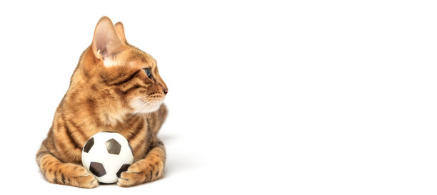 一只孟加拉猫正在玩一个白色背景上的玩具足球。猫玩具。图片下载