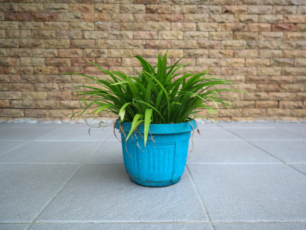 花蕙兰种在花盆里图片下载