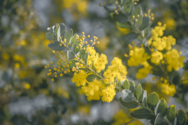 黄色的花图片下载