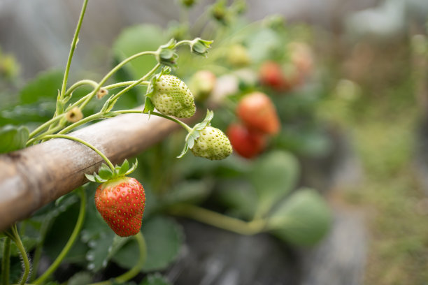 温室里的草莓图片下载