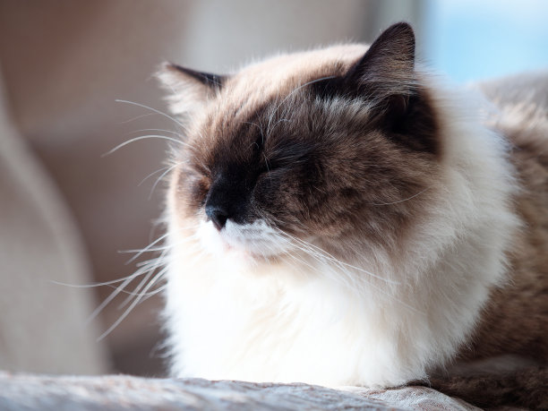 可爱的布娃娃猫与大黑脸坐在沙发边享受阳光，舒适的宠物在家里的概念。图片下载