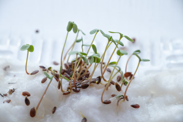 白色背景上发芽的花朵种子，微距照片图片下载