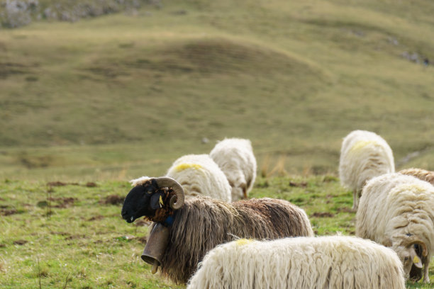 法国新阿基坦比利牛斯山，脖子上挂着铃铛的黑羊图片下载