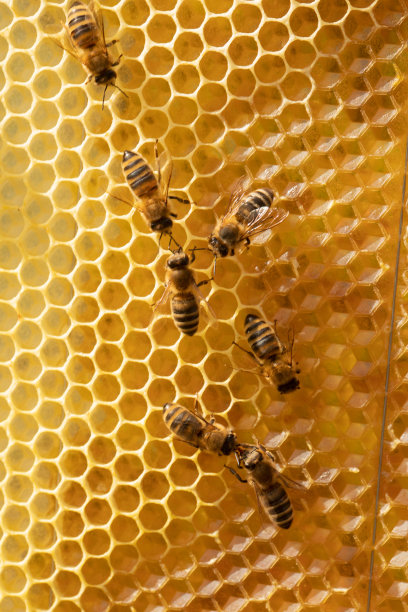 蜜蜂在有蜂巢和蜂蜜的框架上工作的特写。图片下载