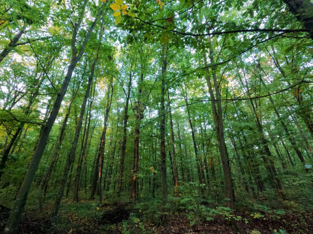 春天，绿色美丽的森林。沉重的小树。图片下载