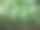 春天，绿色美丽的森林。沉重的小树。图片下载