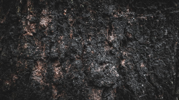 黑色树皮背景天然美丽的老树皮纹理根据树的年龄与美丽的树皮在夏天的壁纸图片下载