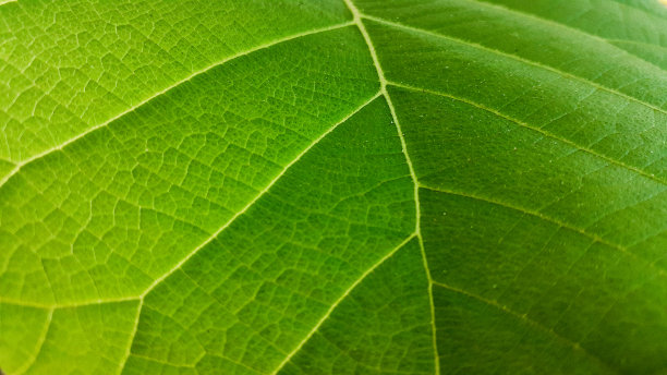 抽象的绿叶纹理为背景图片下载