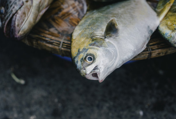 越南芽庄当地市场出售的鱼类图片下载