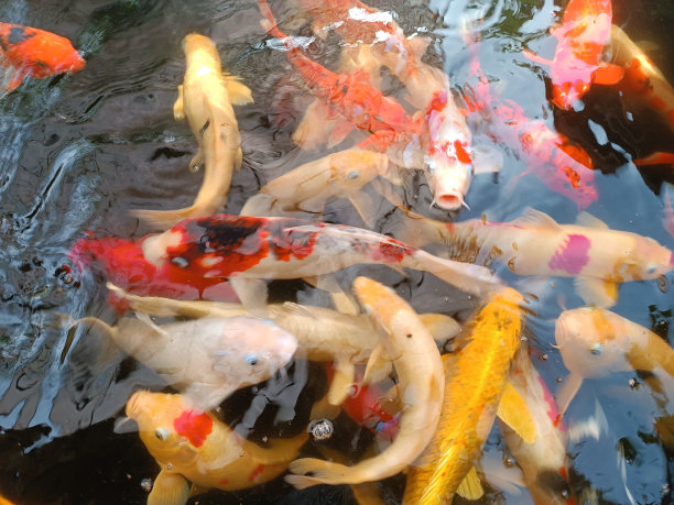 锦鲤鱼图片下载