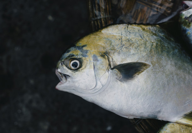 越南芽庄当地市场出售的鱼类图片下载