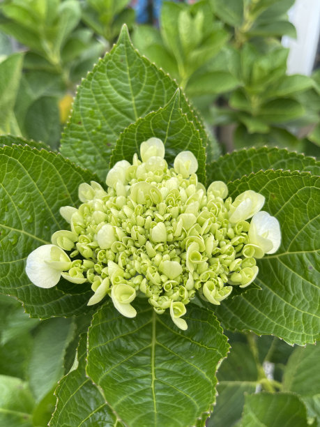 黄色的绣球花在花园里盛开图片下载