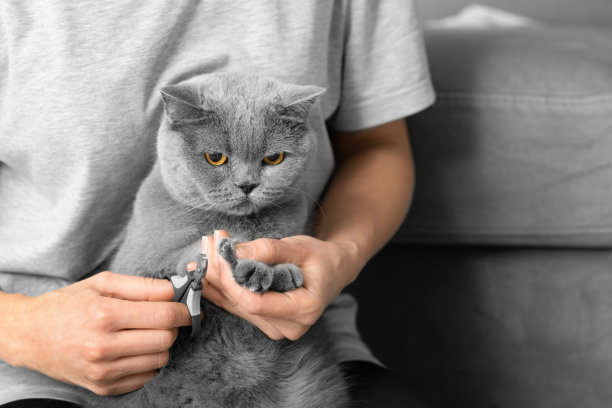 女孩在家里剪猫的爪子。图片下载