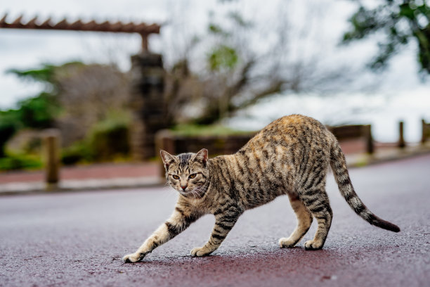 可爱的小虎斑猫伸展腿。一只家猫在户外放松的肖像图片下载