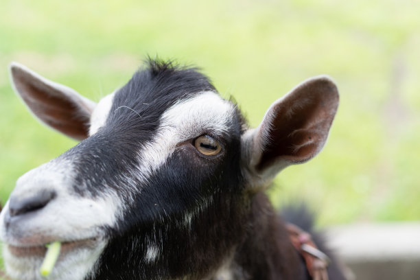 可爱的山羊图片下载