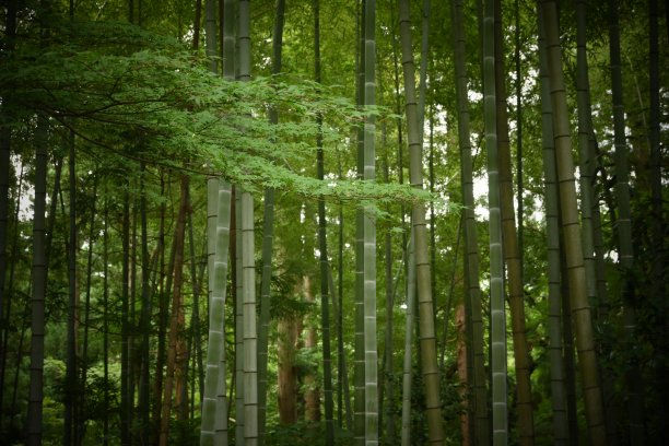 日本竹林图片下载